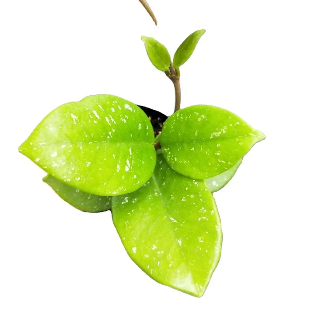 
Indoor ornamental plant hot wholesale high quality real plants Hoya Carnosa Stardust of indoor plants Supplier 