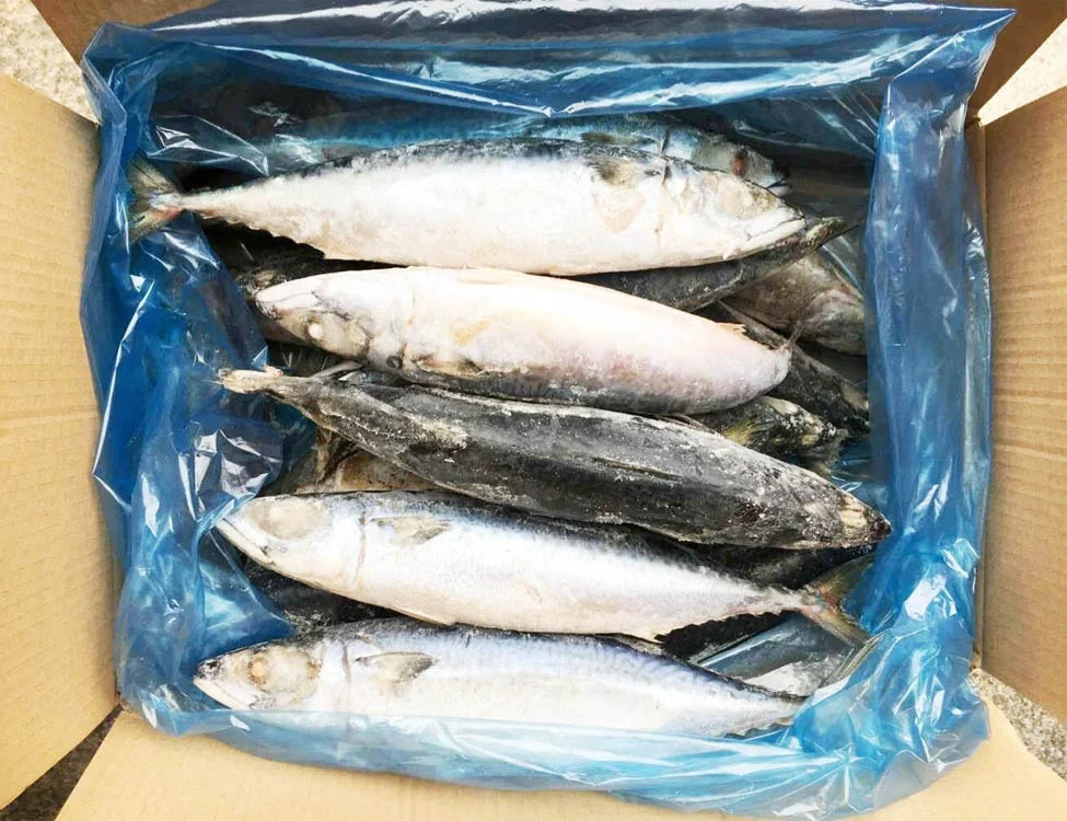 Замороженная Тихоокеанская скумбрия BQF латинская фамилия Scomber Japonicus