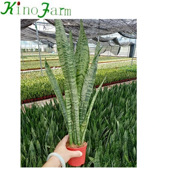 Wholesale Different Types Of Sansevieria