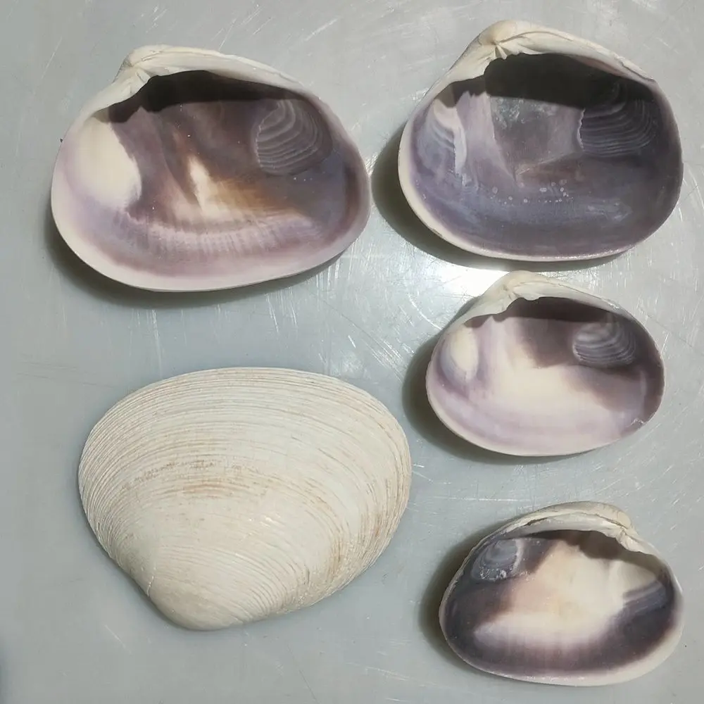 Manufacturer 6-8 cm Clean Empty Clam Shells On Sale