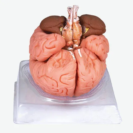Brain Anatomical model,human brain 3d model