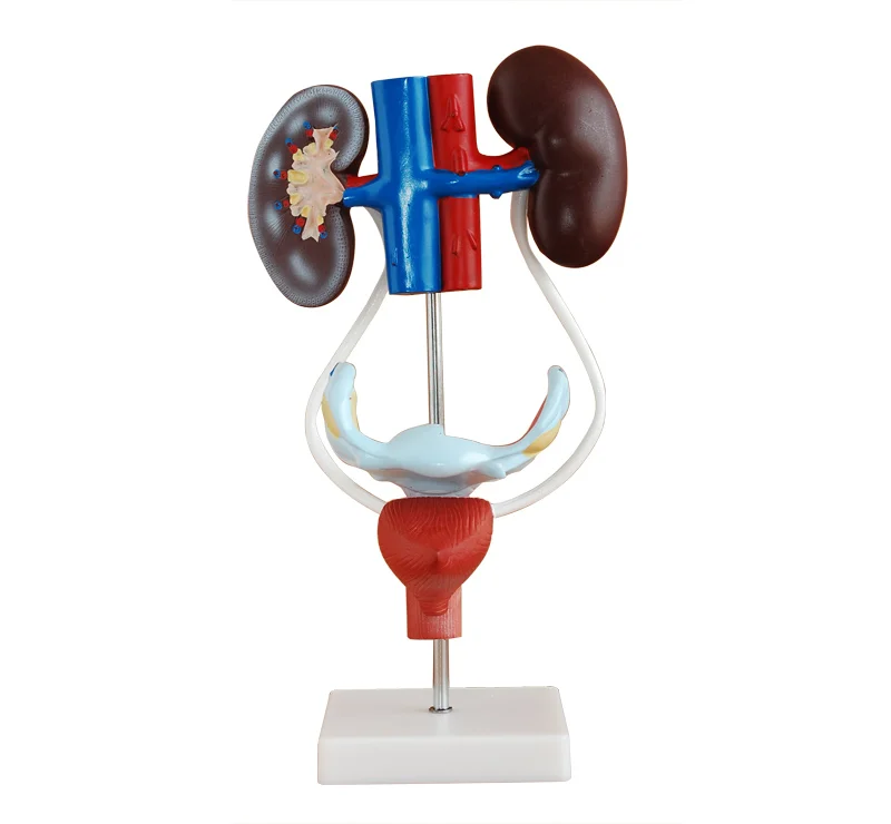 Medical Practice Training PVC 3D Human Authentic Demonstration Anatomy Female Reproductive System Model For Study Teaching