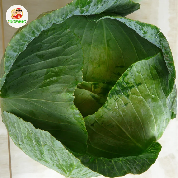 Factory jade cabbage popular sale natural Fresh Cabbages with for Cabbages