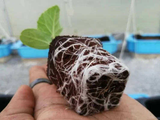 Peat Moss Made From Coconut Coir That Has Been Conditioned To Suit Plant Growth Can Be Used To Grow All Types Of Seeds