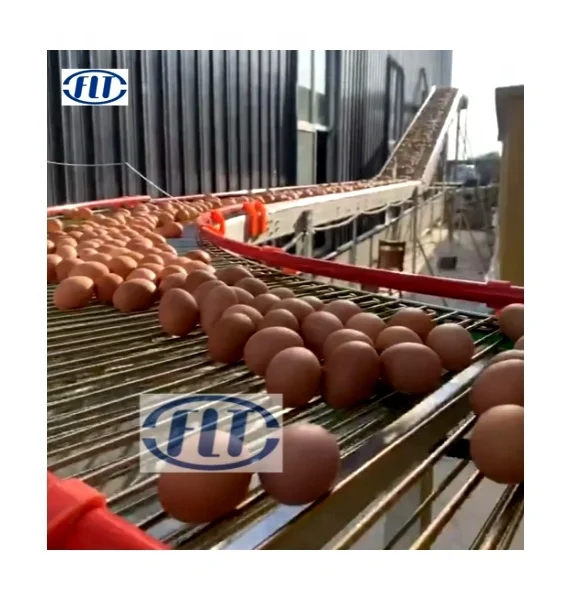 Yellow Galvanized Animal Husbandry 350mm 600mm 750mm Egg Conveyance/Transmittal/Transfers Chain