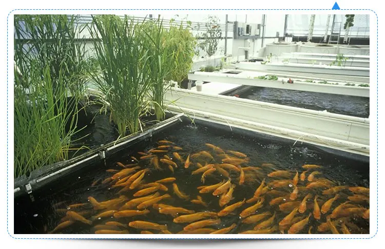 
China Supplier High Tunnel Greenhouse Aquaponic Equipment 