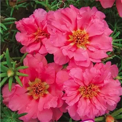 
Beautiful Garden View Pink Portulaca Grandiflora Sun Plant 