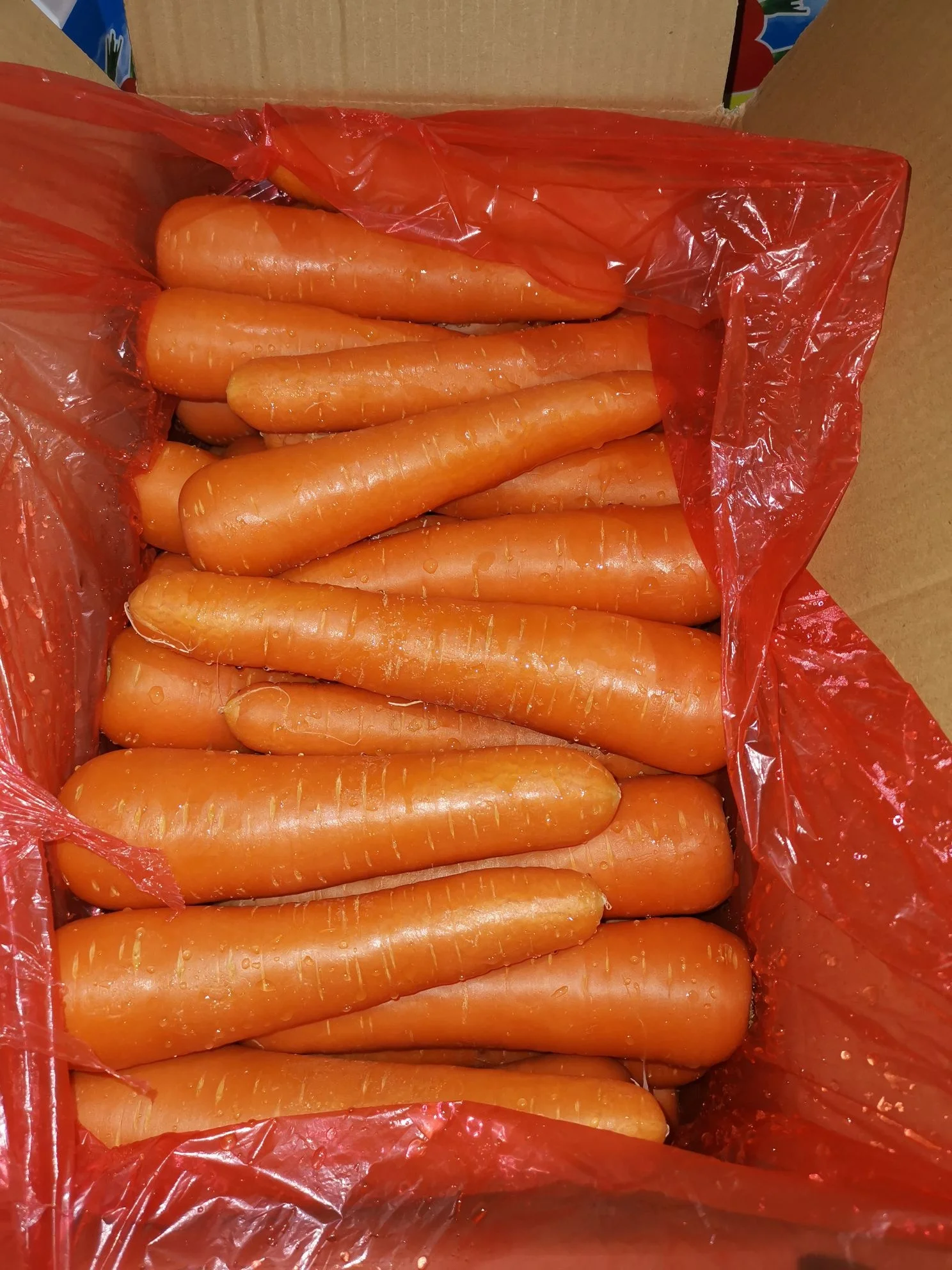 Китайская свежая морковка (Шаньдун)