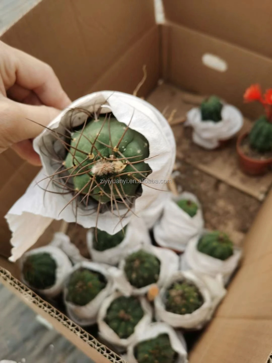 
New type green plant with pot plant greens for home garden decoration cactus 