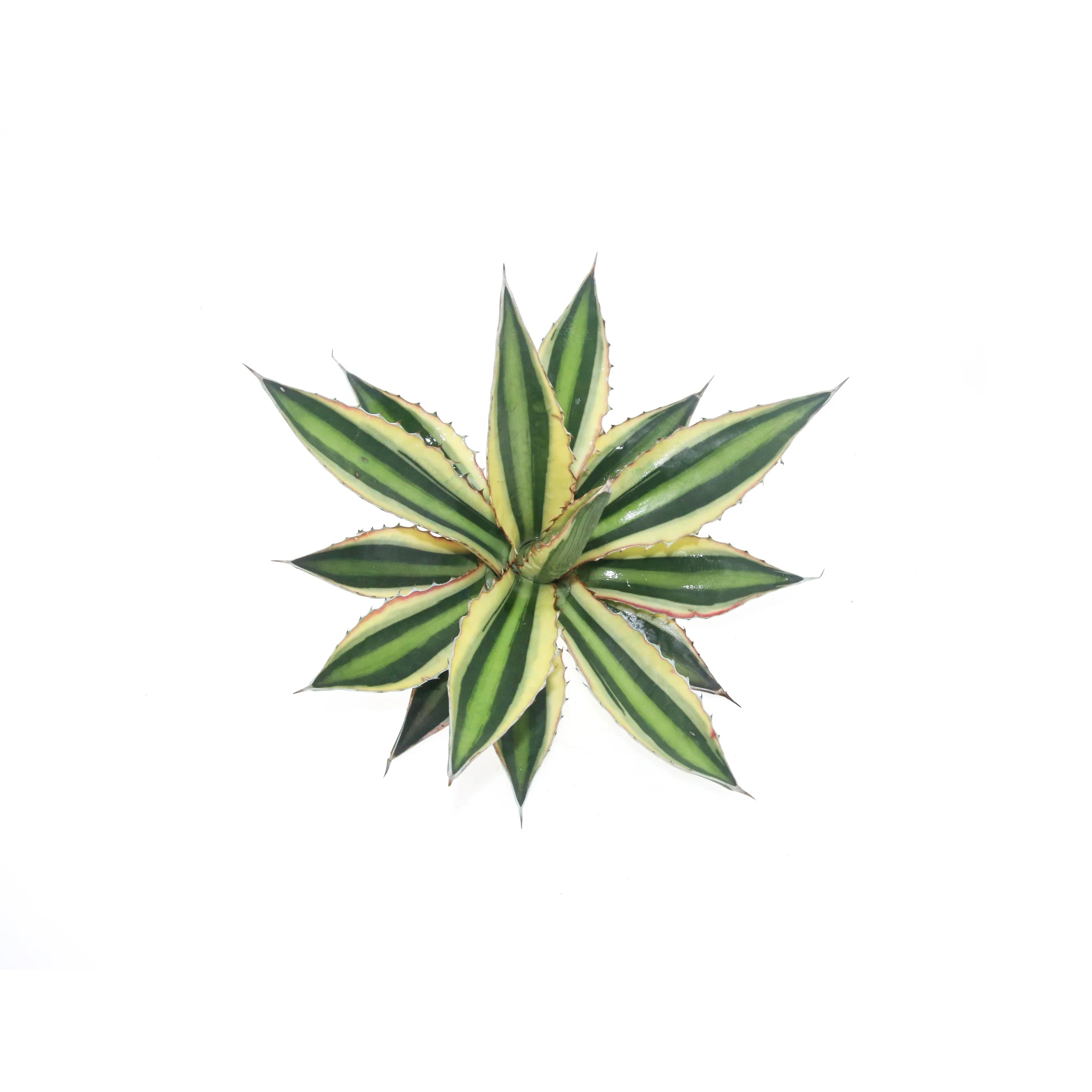 
hotsellings succulent plant live agave lophantha var pectinata for home and garden nursery 