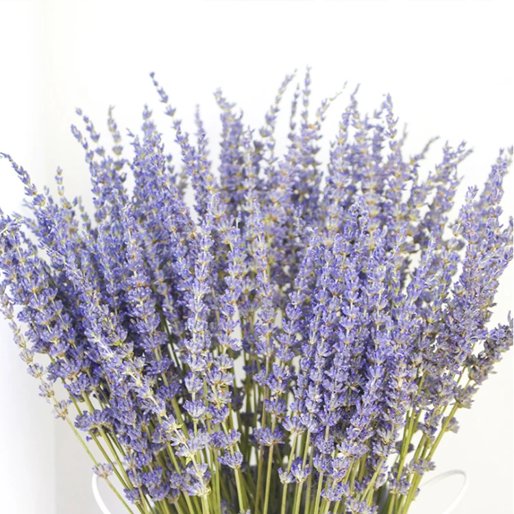 A-grade 100 g per bunch  natural dried lavender with long stem