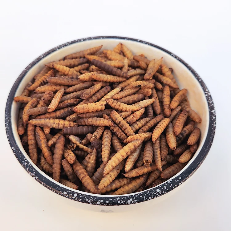 Factory Direct Price Pet Food Dried Black Soldier Fly larvae Reptile Food  For Sale mealworms dried