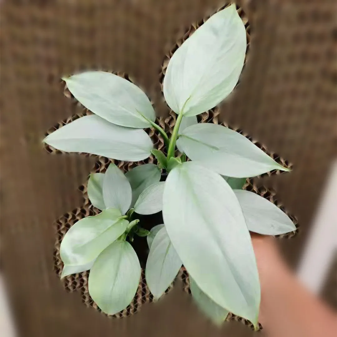  Лидер продаж декоративное растение Philodendron серебряный снег в