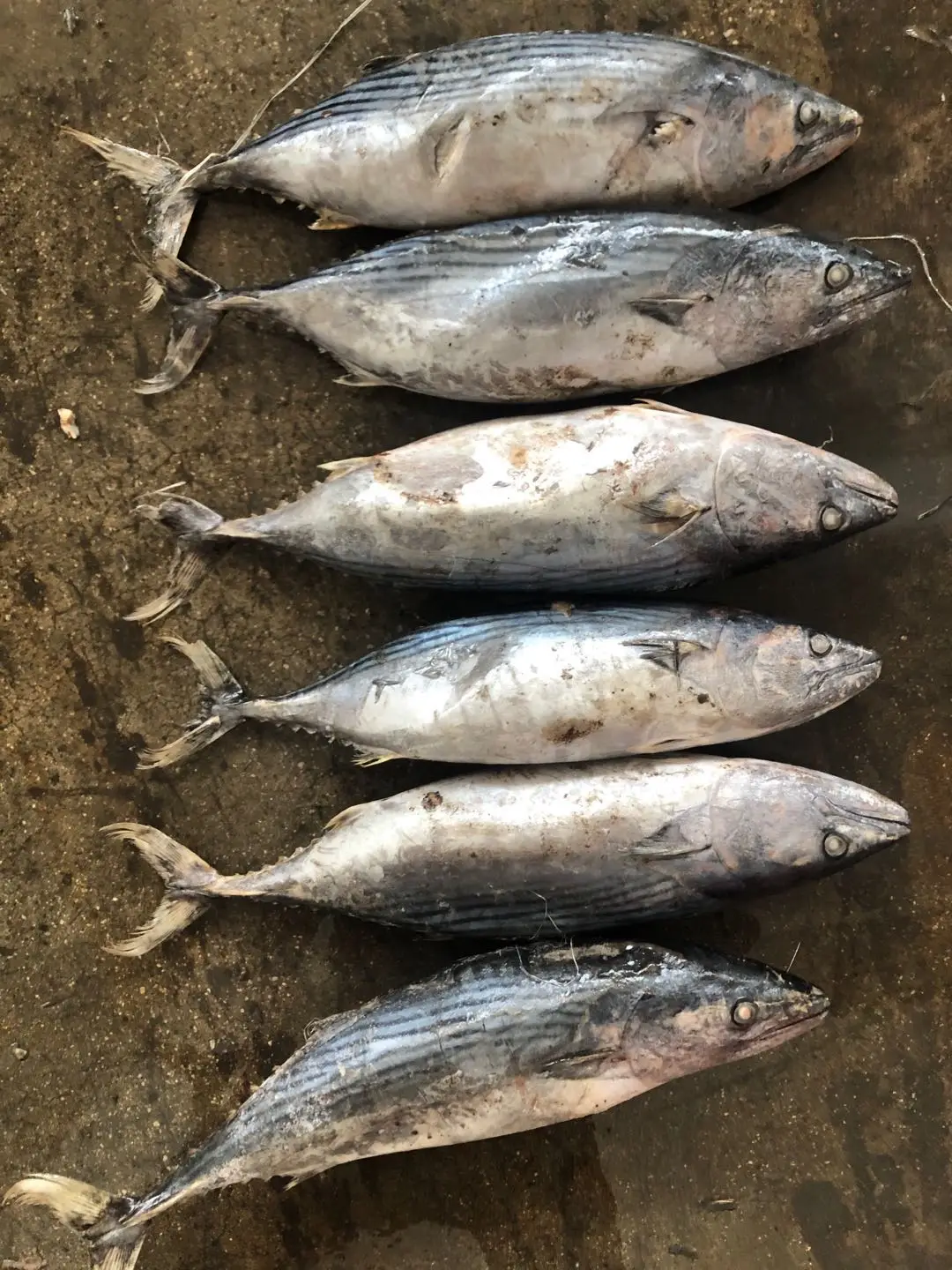 High Quality Stripe Bonito  Fish for sale