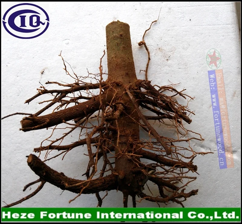Высокое качество, корень павловнии FTE, легкое Выживание