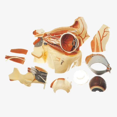 Human Eye Model With Orbit and Vessles and Nerves