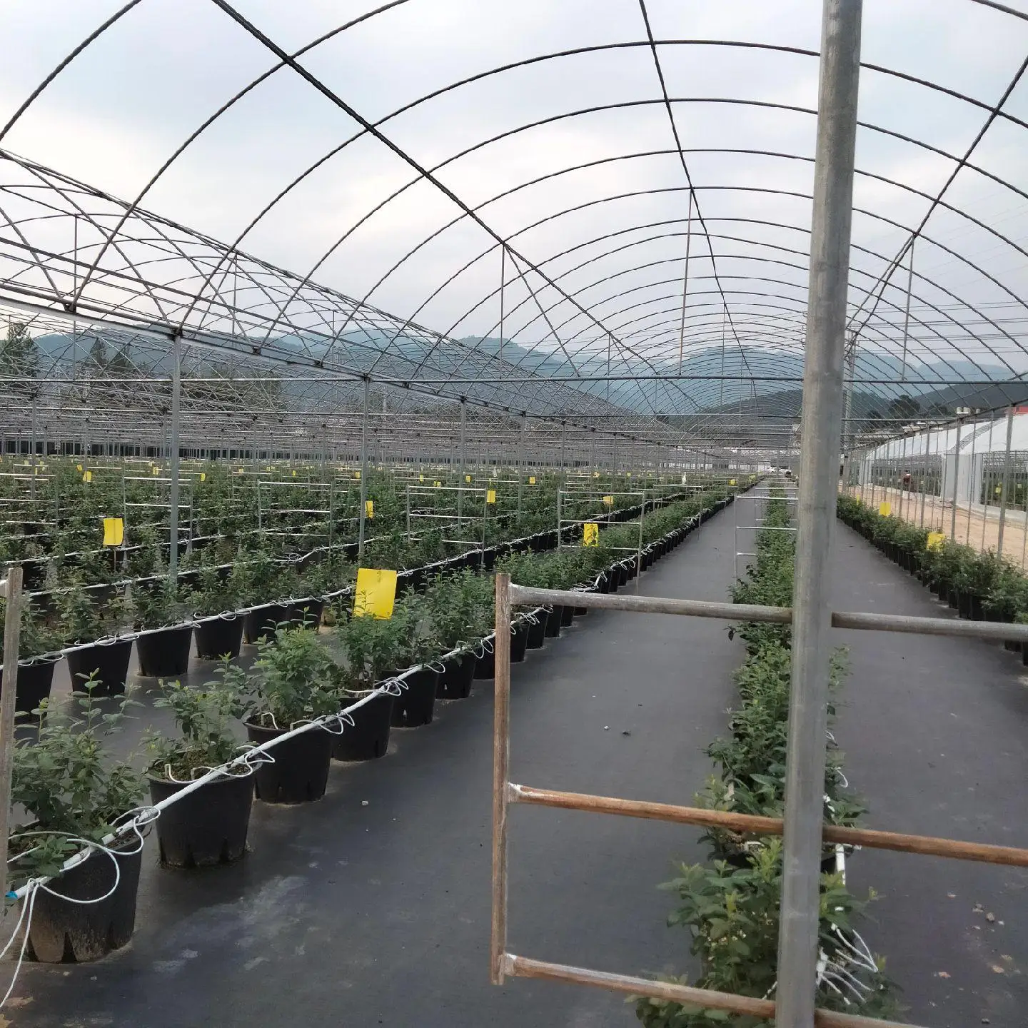 Agricultural Multi Span Plastic Po/PE Film Greenhouse for Vegetables with Cooling/Heating System