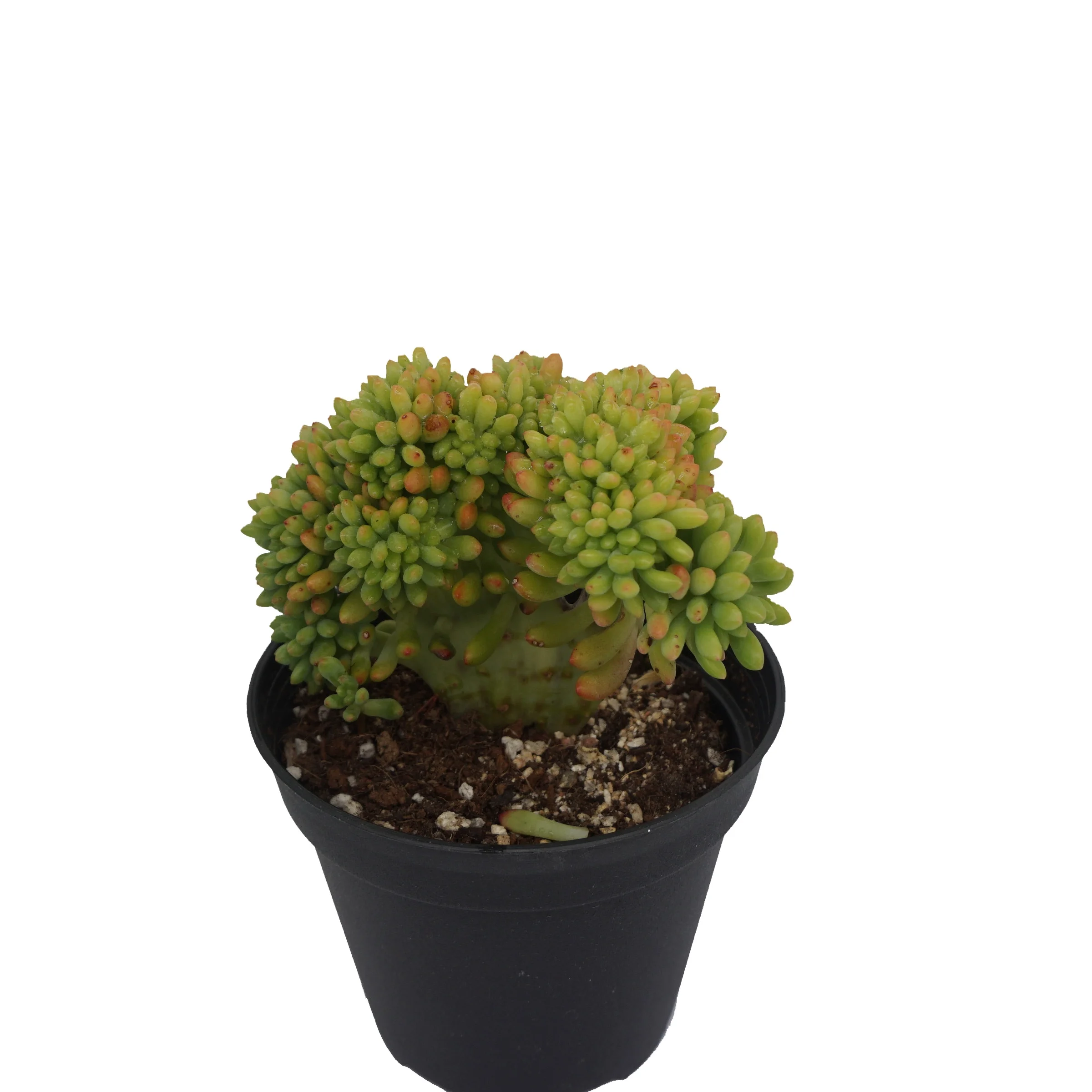 
China wholesale sedum korean succulents live plants indoor greenovia nature succulent plant 