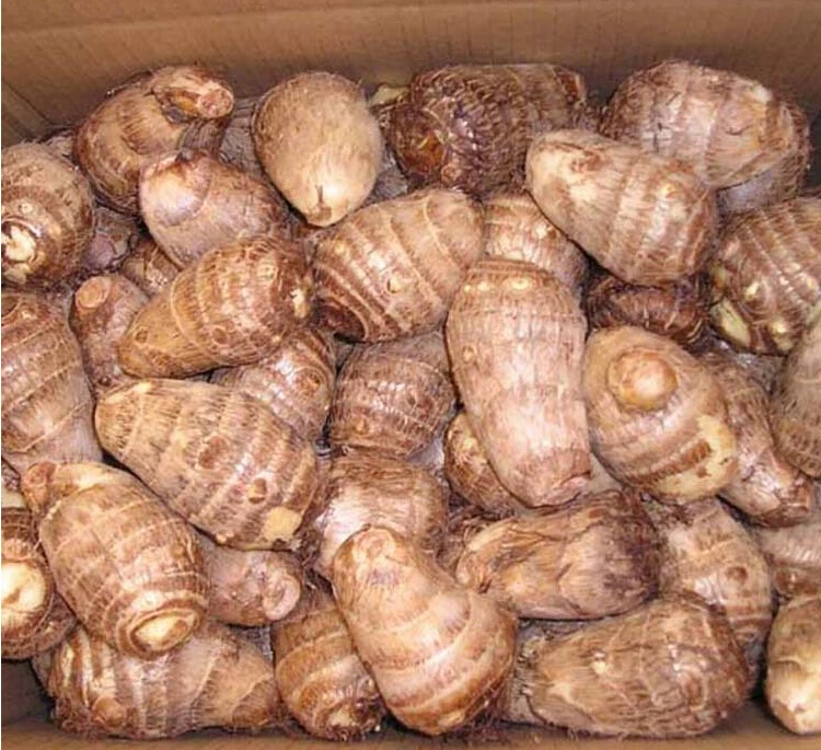 2022 New Crop Fresh Taro Factory Price Hot Sale Fresh Taro From China