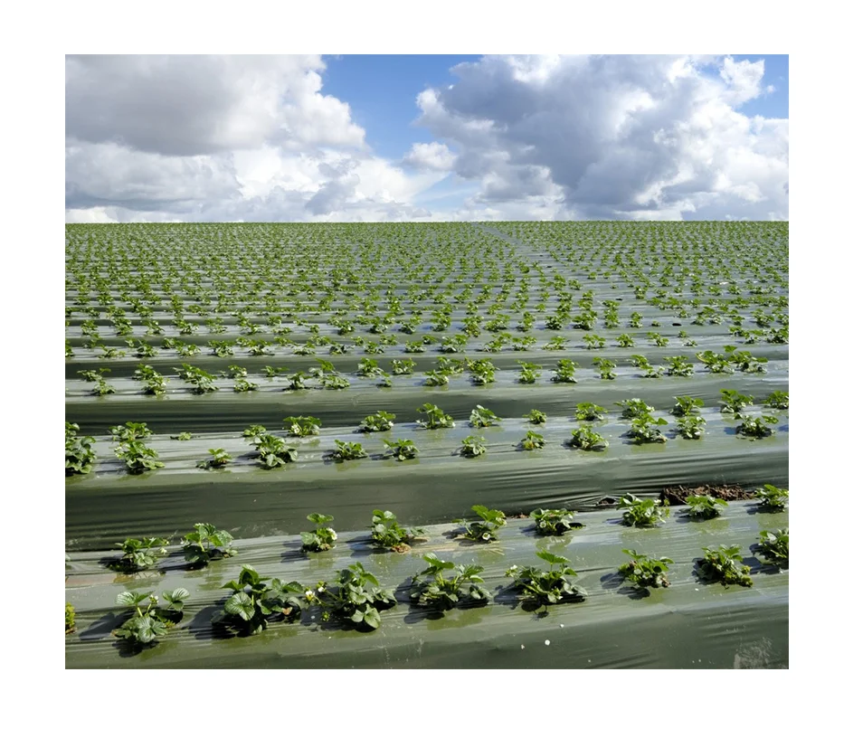 Silver Black Agricultural Plastic Ground Cover Mulching film