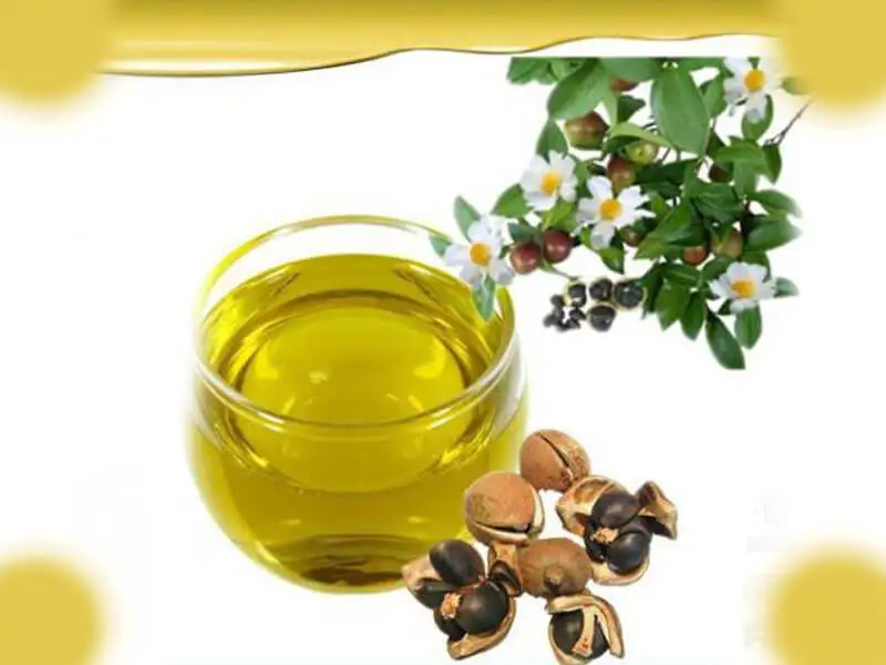 Hot selling Latest Price Health Benefits Camelina Oil Facts 100% Pure Camellia Oil for Hair and Skin