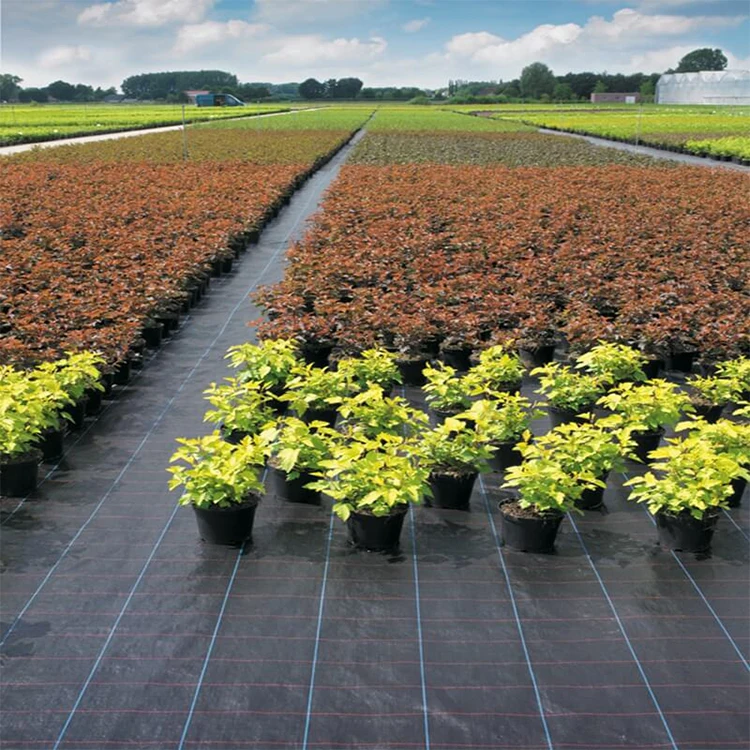 PP woven weed barrier fabric Black Control Weed Mat for blueberry