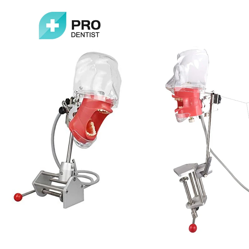 Dental Simulator Manikin Phantom Head Plastic Educational Dental Teeth Model with Bench Mount for Education Fix on