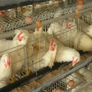 Горячая Распродажа Тип 3 слоя/4 слоя из оцинкованной стали клетка