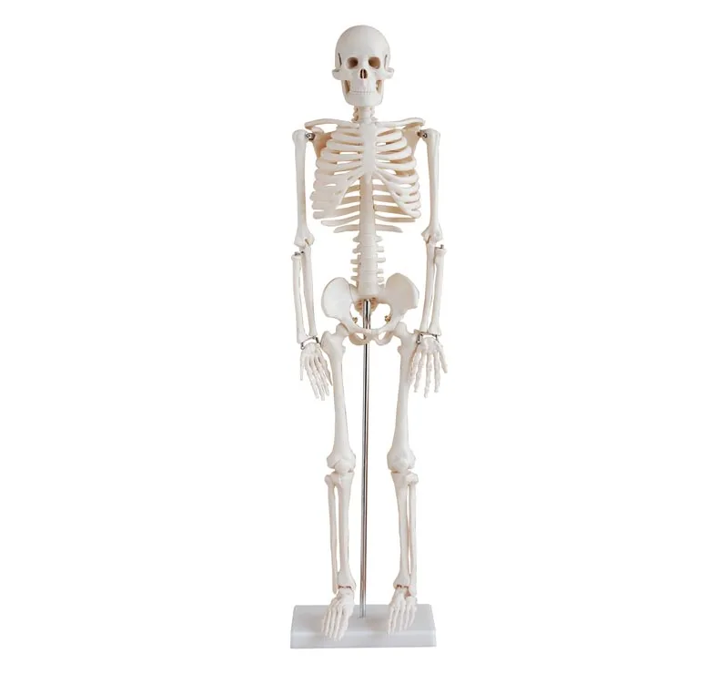 85CM HUMAN BONES MEDICAL  SKELETON USE IN TEACHING SCHOOL FOR NURSE AND DOCTOR