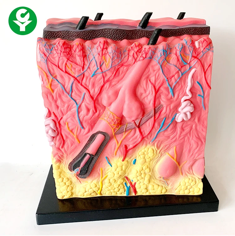 
Best selling human structure skin anatomical model for teaching model 