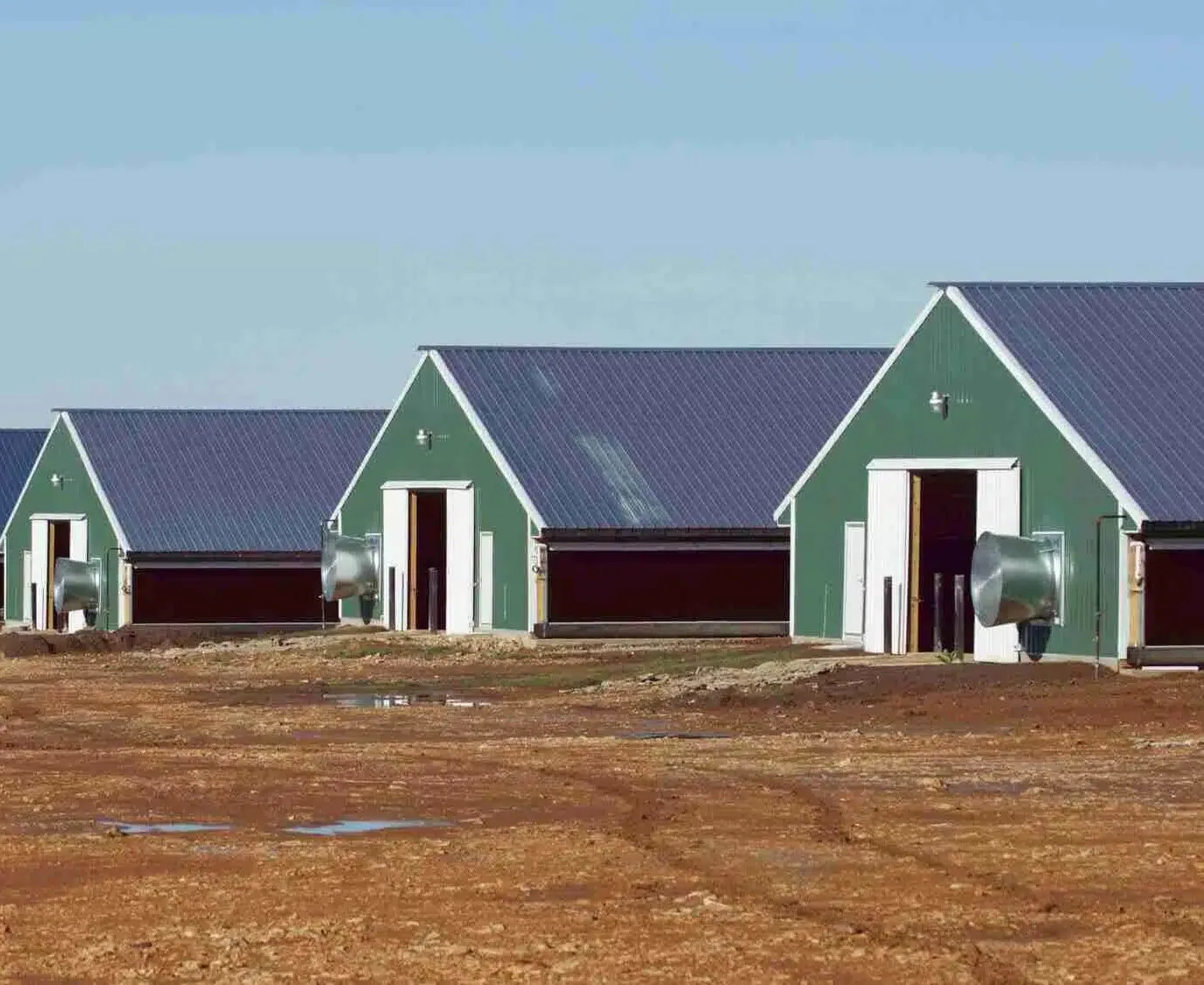 Industrial-Style Steel Chicken House for 1000 Chickens Pasture Poultry Farm Design for Warehouse Use