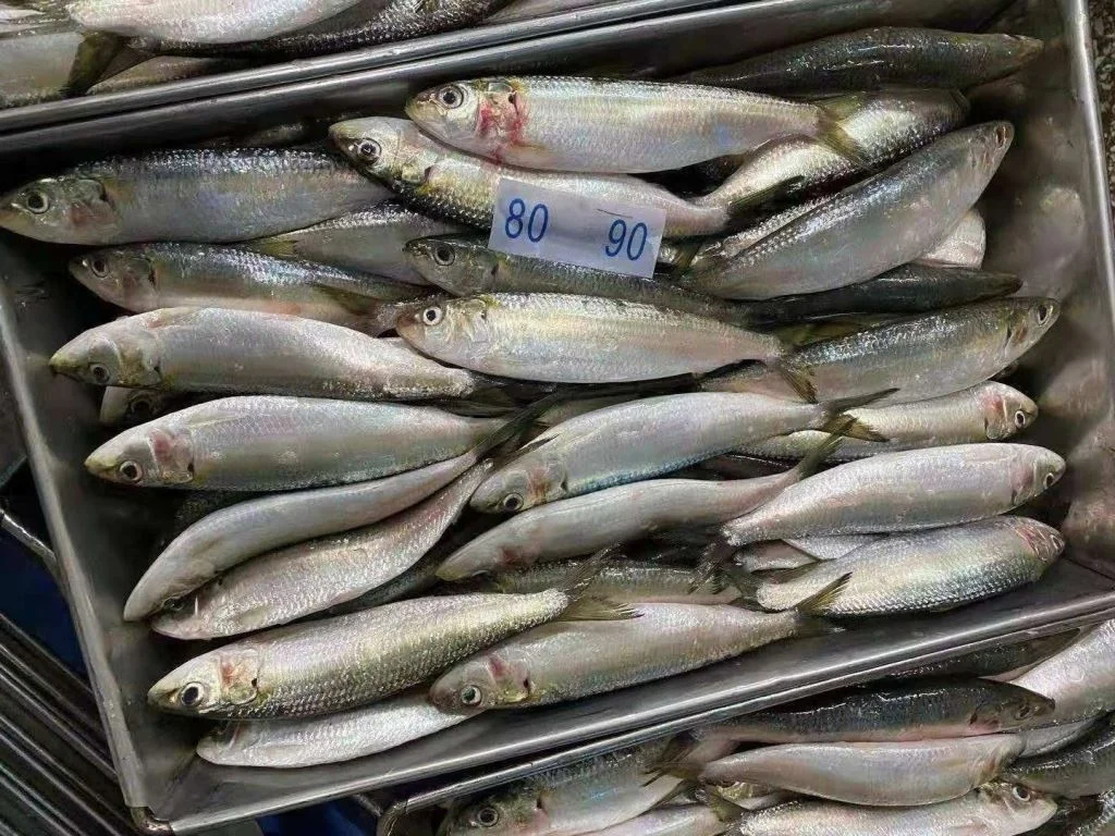 Best China Supplied Frozen Sardinella Fresh Sardinelle Fish Bqf Whole Round Frozen Sardine Aurita For Sale