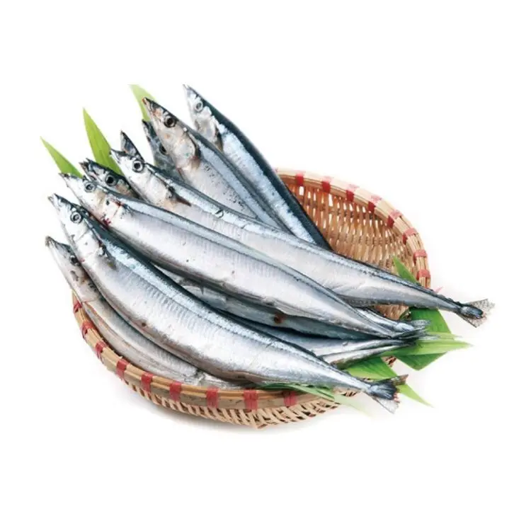 bqf Pacific Saury fish for market sale