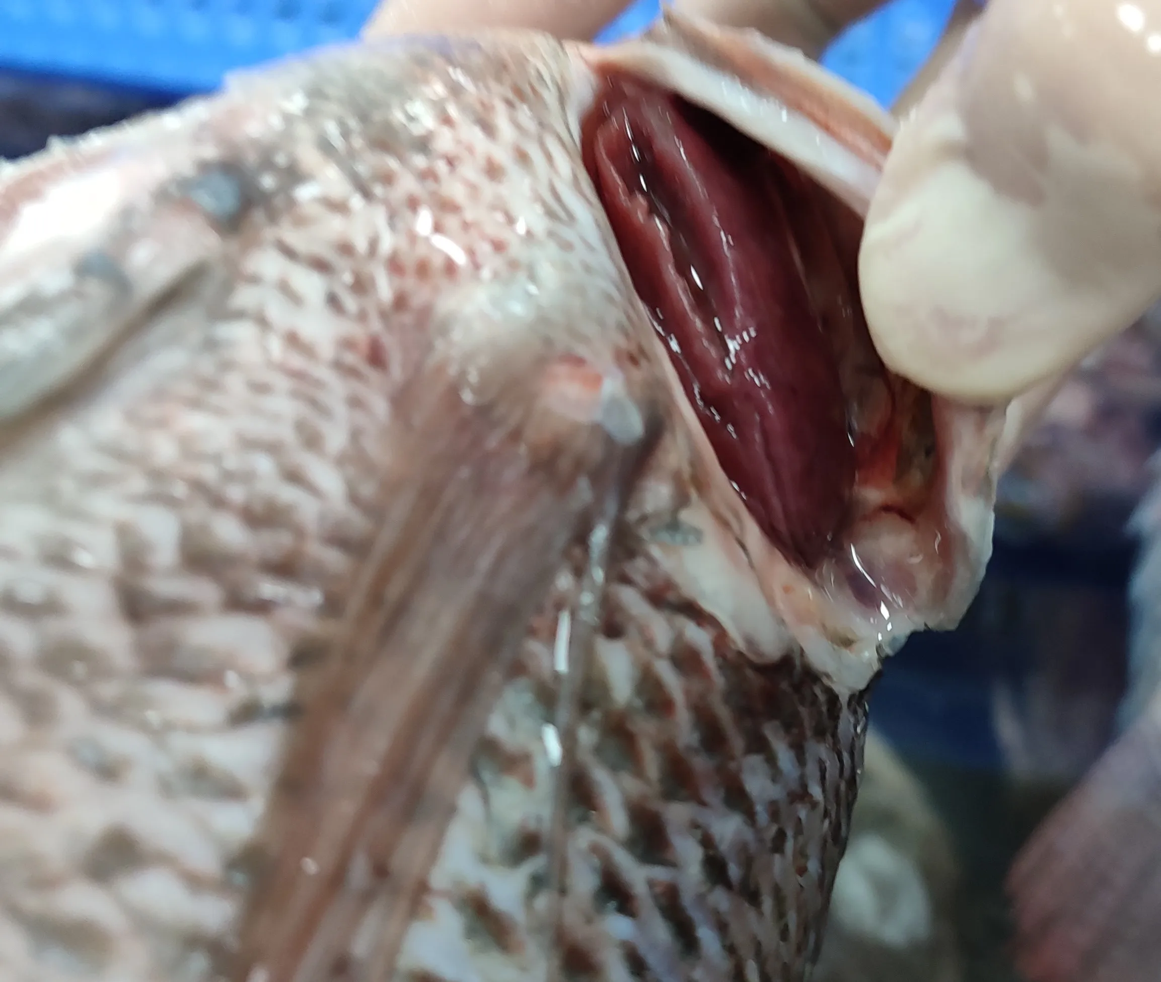 China Origin Frozen Fish Oreochromis Niloticus Tilapia IQF WGS Tilapia