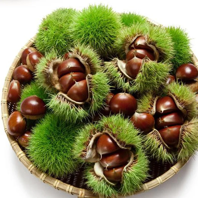 Fresh sweet roasted chestnuts wholesale snack food fresh chestnuts price