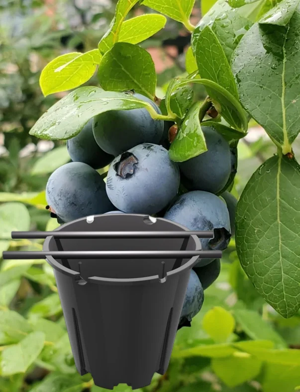 BOYUN-Substrate culture planting pot are used for blueberry cultivation