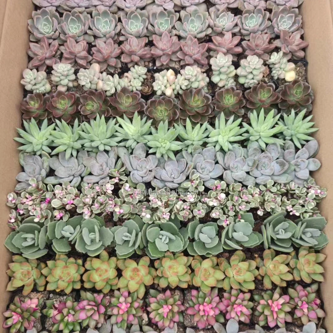 
Real plant mixed colorful succulents natural cactus plants live succuIent indoor Home Ornamental Growing Live Cactus 