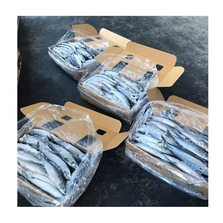 Whole Round Korean Supplier High Quality Whole Sale Standard Packing Fresh Frozen Chilled  Pacific Macherel Fish