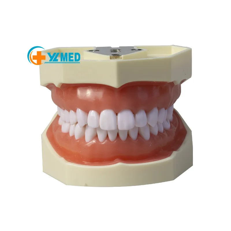 Детская модель зубов со съемными зубцами для демонстрации и практики мягкая силиконовая резинка обучающего оборудования