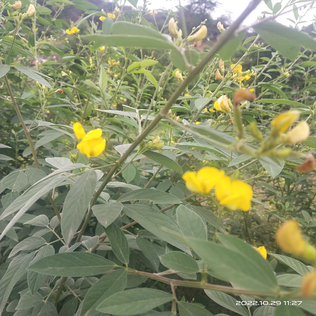Pure natural raw dried Pigeon pea cut leaf dehydrated Cajanus cajan leaves for sale