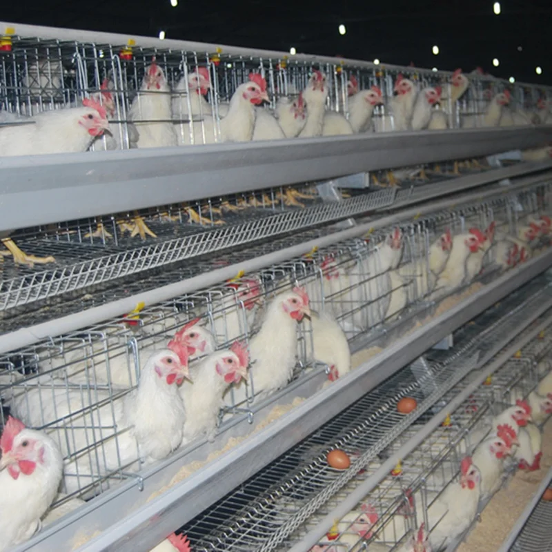 
Female chicken cage & male chicken cage for poultry farm by artificial insemination 