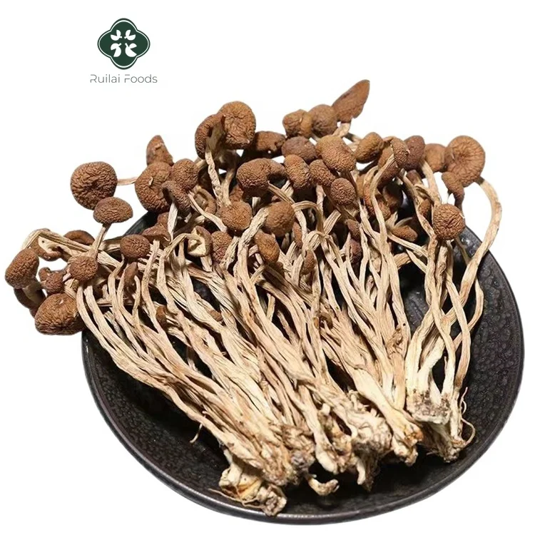 Cha shu gu rich nutrition dried Agrocybe Cylindracea mushrooms healthy food dried tea tree mushroom