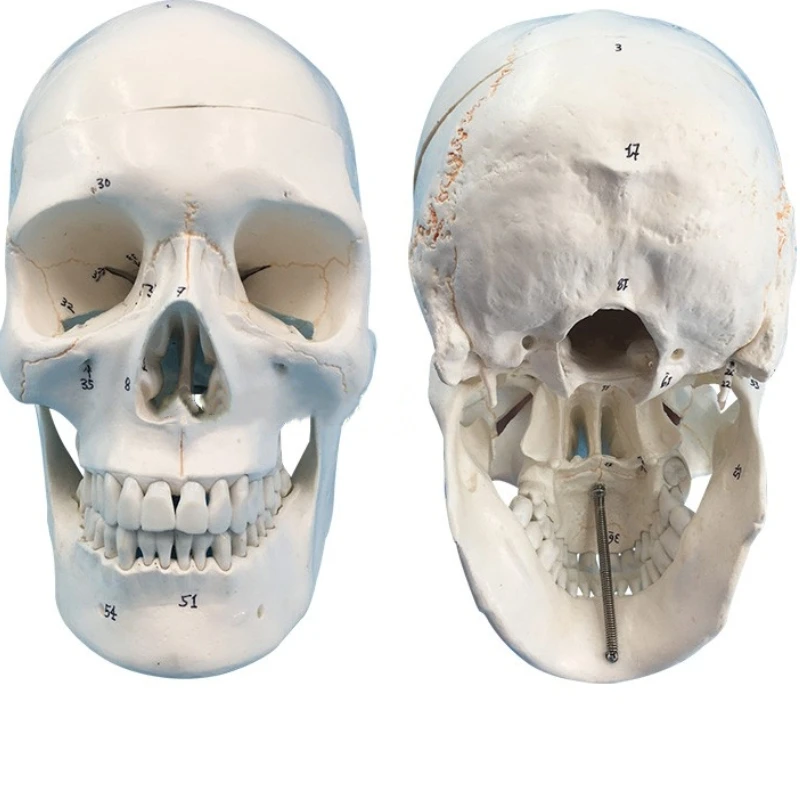 Natural large skull with bone sutures and cervical spine model medical simulation skull skull anatomical specimen