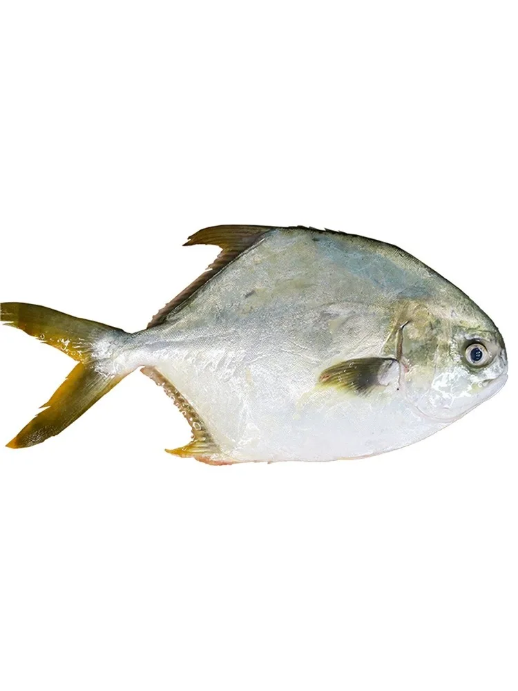 High Quality Seafood Fresh Frozen Poisson Pompano 500g-600g Golden Pompano Fish Pomfret