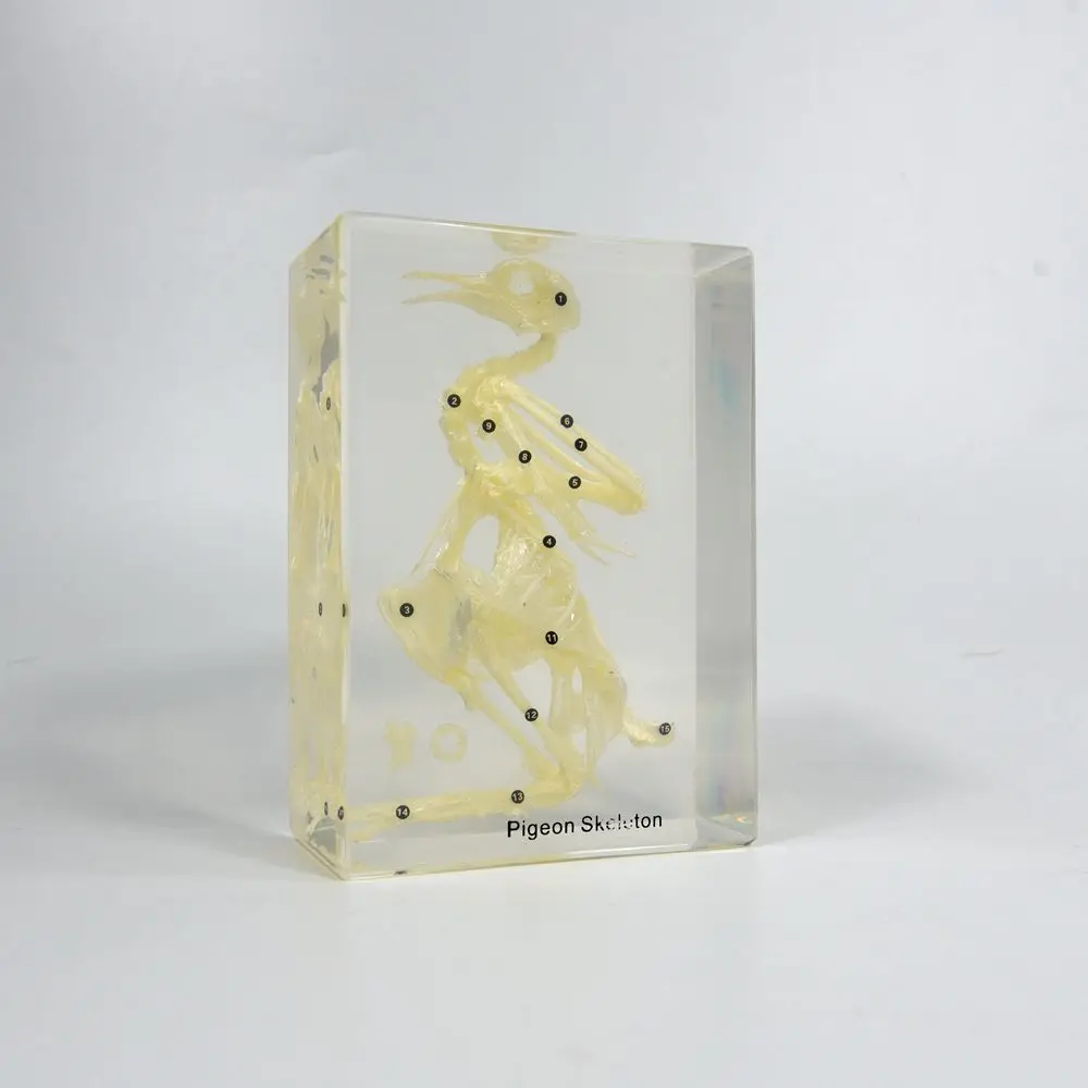 Skeleton Model Clear Resin Other Teaching Resources Pigeon Skeleton Specimen for Science Learning