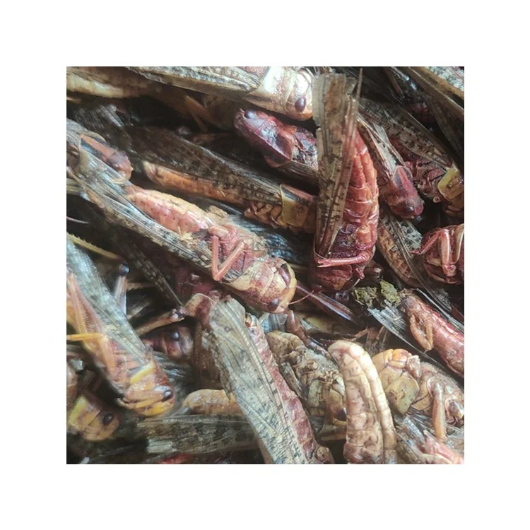 Edible Insect For Bird Microwave Dried Locusts Mealworms