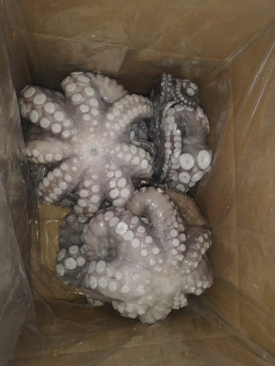 Good Price High Quality Frozen Giant Octopus Peru Octopus Big Octopus