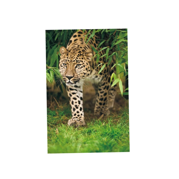 
high quality bear lenticular 5d pictures 