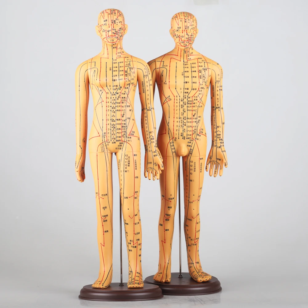 Chinese Acupuncture Model Human Acupoint Acupuncture Model Body Point Model