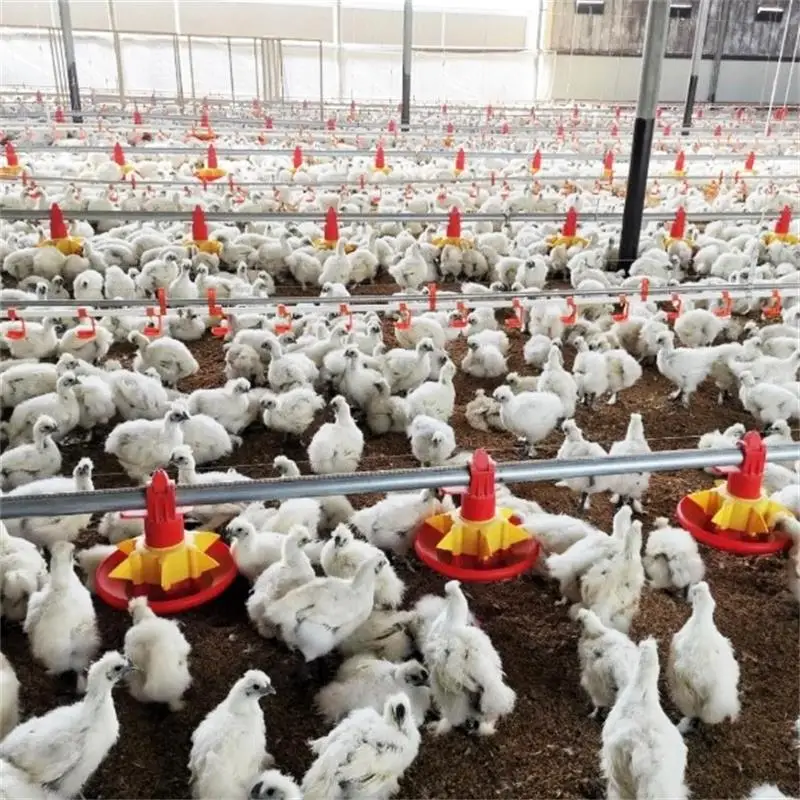 Factory Automatic Poultry Farm Equipment Made For Big Farm